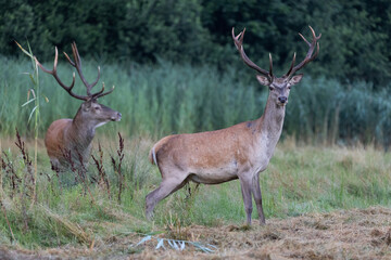 Naklejka na ściany i meble Red Deer male (Cervus elaphus) on pasture in a meadow . Wildlife scenery
