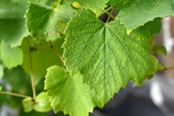 Juicy green leaves of grapes in the summer in the garden