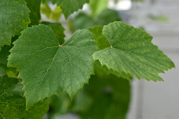 Juicy green leaves of grapes in the summer in the garden