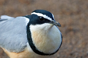 Egyptian plover (Pluvianus aegyptius)