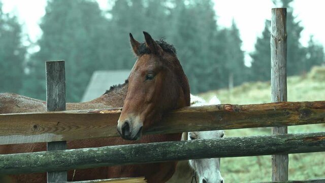 close up horse head. brown horse stands close to wooden fense, looking at camera. stallion at countryside at cold rainy autumn day outdoors in green field on forest background. farm animals in village