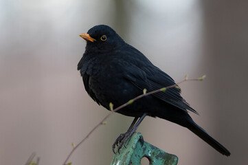 blackbird bird