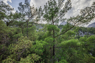 coniferous forest in the mountains of turkey