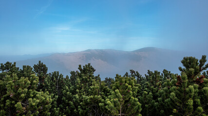 Fototapeta premium View over the rhododendron on the hill which is in the haze. 