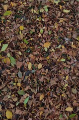 background of yellow autumn leaves