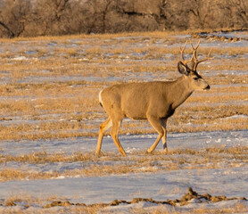 deer in the wild