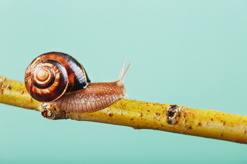 A garden grape snail crawls along a branch against a background of a tree and a green background