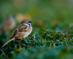 Eurasian tree sparrow