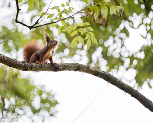 Red squirrel on tree