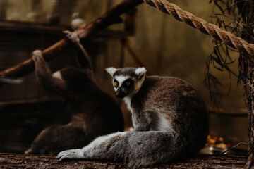 Lemur portrait