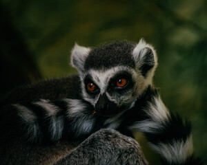 Lemur portrait - obrazy, fototapety, plakaty