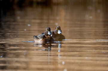 tufted duck