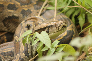 Python molurus. Indian python
