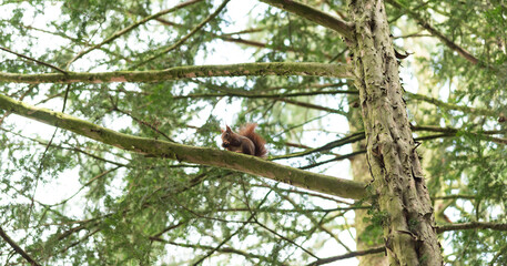 eichhörnchen sitzt auf ast