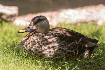 Mallard, Wild duck, Anas platyrhynchos, a waterfowl. Portrait