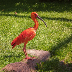 Scarlet Ibis, Eudocimus ruber, a sociable and gregarious bird