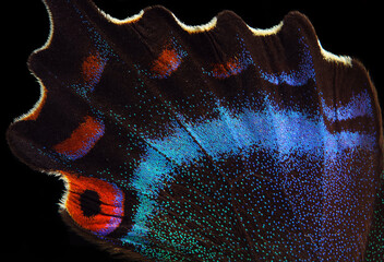 Bright colorful wing of tropical butterfly texture background. Papilio maackii. Alpine black swallowtail. Colorful exotic swallowtail butterfly wing.
