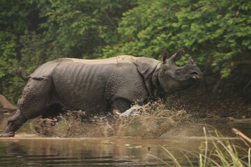 Fototapeta premium Indian Rhino at Bardiya National Park