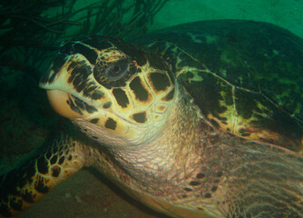 sea turtle , caribbean sea