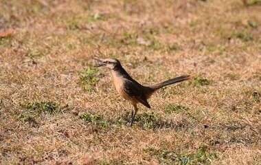 sabiá-do-campo
