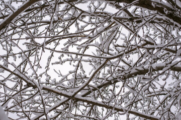 Snow-covered branches in the winter garden