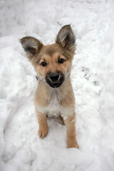 Cute puppy in the yard in winter