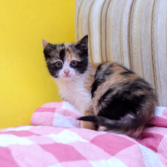 Cute tricolor kitten at home