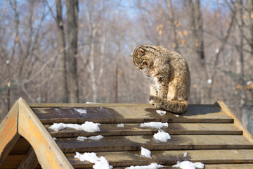 Sad wild far eastern forest cat or amur leopard cat with a bowed head sits on a wooden roof of a house in winter