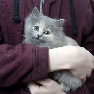 Cute fluffy grey kitten in your hands