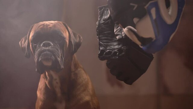 Boxer dog playing with fighting equipment.	