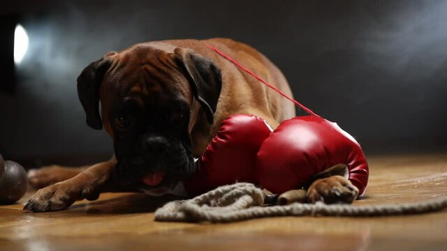 Boxer dog lying down on the floor and playing with red boxing gloves.	
