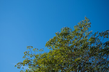 tree branches and leaves against a blue sky