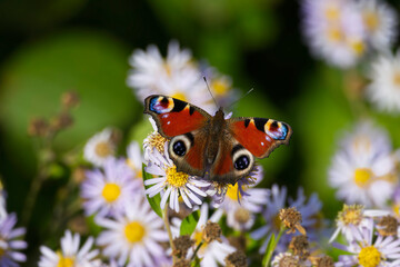 European peacock butterfly (Aglais io) sitting on Spanish Daisy in Zurich, Switzerland