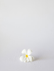 single white flower on white area