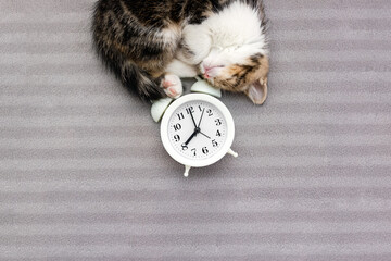 Sleeping kitten and white alarm clock on gray plaid. Concept of daily routine for a cat. Copy space