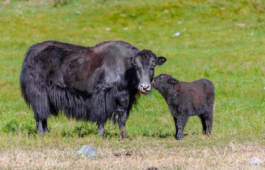 Black female yak without horns and  small calf in mountain pasture.
