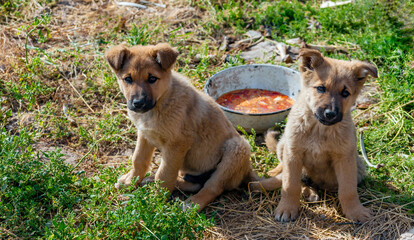 Shepherd dog puppies at bowl of food on the green grass.