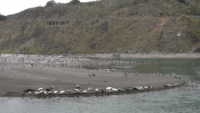 Time Lapse of The Russian River Pacific Harbor Seal Preserve, California, in the Estuary where a Delta forms a Perfect Habitat for the Seals and the Brown Pelicans that Live in the Area near Jenner
