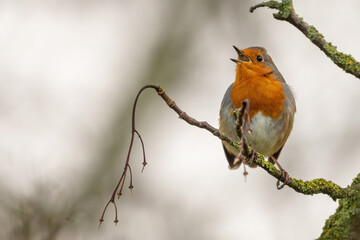 European robin (Erithacus rubecula) singing from a branch