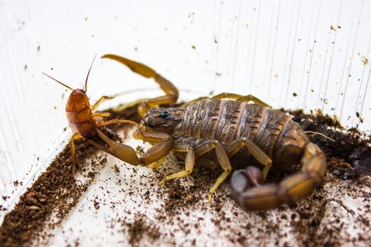 Hottentotta hottentotta is a genus of scorpions of the family Buthidae. It is distributed widely across Africa. Very poisonous for people
