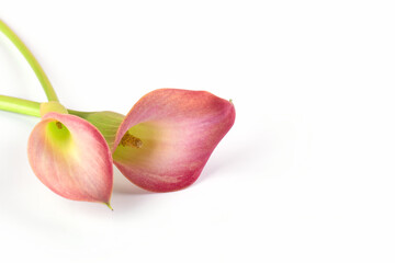 Two pink Calla lilies on white background for Valentines day card or Valentines gift, birthday,...