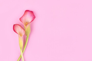 Two pink Calla lilies on pink background for Valentines day card or Valentines gift, birthday, dating, anniversary. Pink calla flowers texture close-up with copy space. Floral macro photography © Anna Fedorova