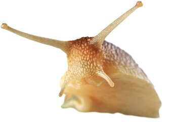 Natural small garden snail on the desk