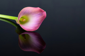 Pink Calla lilies on black background for Valentines day card or Valentines gift, birthday, dating, anniversary. Pink calla flowers texture close-up with copy space. Floral macro photography - obrazy, fototapety, plakaty