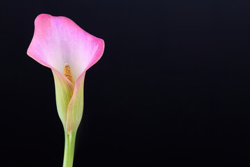 Pink Calla lilies on black background for Valentines day card or Valentines gift, birthday, dating, anniversary. Pink calla flowers texture close-up with copy space. Floral macro photography - Powered by Adobe