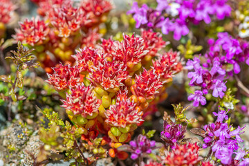 Red Stonecrops in Hohe Tauern National Park, Austrian Alps