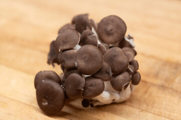 Black pearl oyster mushrooms on a wooden cutting board background - obrazy, fototapety, plakaty