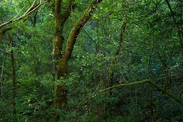 Green springtime virgin forest