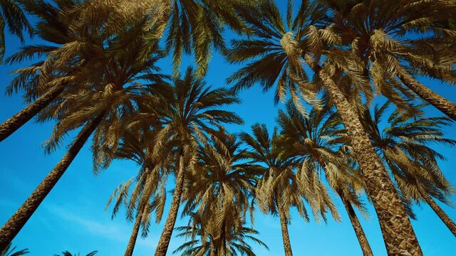 tropical palm trees from below