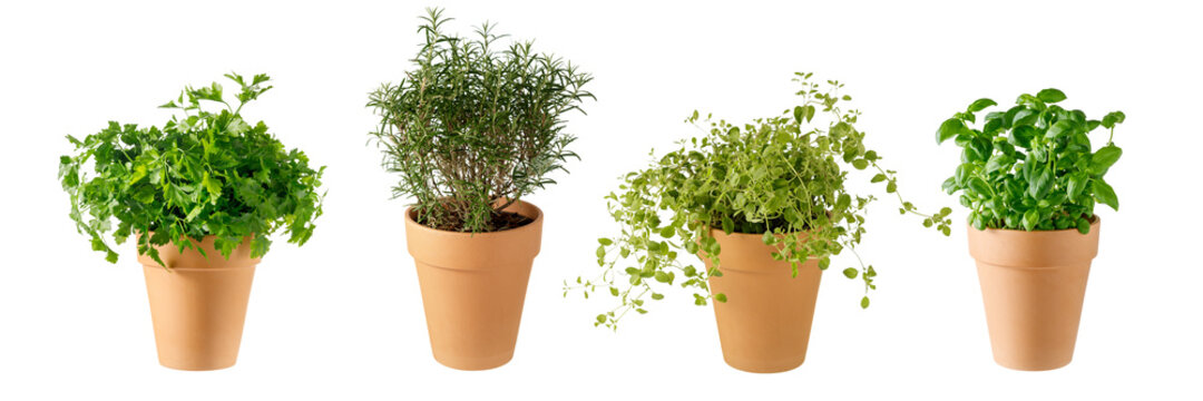 Potted aromatic food herbs collection for garden or home. Basil, rosemary, parsley  and oregano plants in clay pots isolated